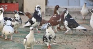 شركة مكافحة الحمام راس الخيمة