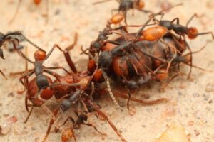 شركة مكافحة النمل في عجمان