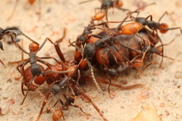 شركة مكافحة النمل في عجمان