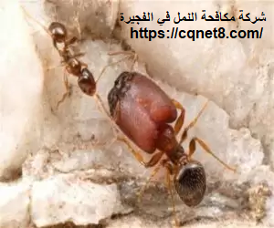 شركة الحريف | شركة مكافحة النمل في الفجيرة |0503134309| مكافحة النمل