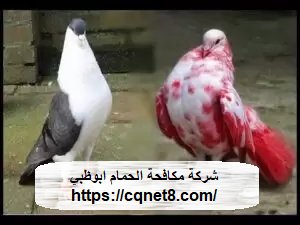 شركة الحريف | شركة مكافحة الحمام ابوظبي |0503134309|جل طارد الحمام