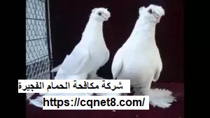 شركة الحريف | شركة مكافحة الحمام الفجيرة |0503134309| أرخص الأسعار شركة الحريف | شركة مكافحة الحمام الفجيرة |0503134309| أرخص الأسعار