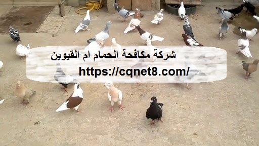 شركة الحريف | شركة جلى و تلميع الرخام ام القيوين |0503134309| تلميع وجلى
