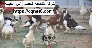 شركة الحريف | شركة مكافحة الحمام راس الخيمة |0503134309| ابادة الحمام شركة الحريف | شركة مكافحة الحمام راس الخيمة |0503134309| ابادة الحمام