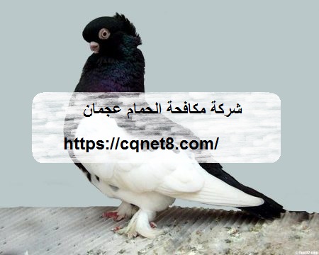 شركة الحريف | شركة مكافحة الحمام عجمان |0503134309|خدمات طرد حمام شركة الحريف | شركة مكافحة الحمام عجمان |0503134309|خدمات طرد حمام