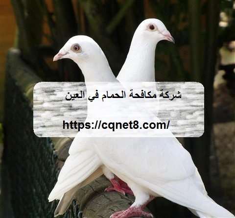 شركة الحريف | شركة تعقيم منازل في العين |0503134309| شركات التعقيم