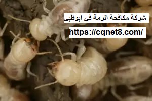 شركة الحريف | شركة مكافحة الرمة في ابوظبي |0503134309| النمل الابيض شركة الحريف | شركة مكافحة الرمة في ابوظبي |0503134309| النمل الابيض