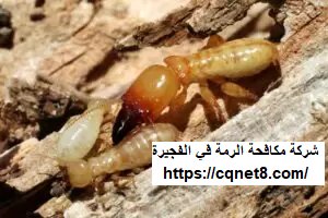 شركة الحريف | شركة مكافحة الرمة في الفجيرة |0503134309| مكافحة تامة شركة الحريف | شركة مكافحة الرمة في الفجيرة |0503134309| مكافحة تامة