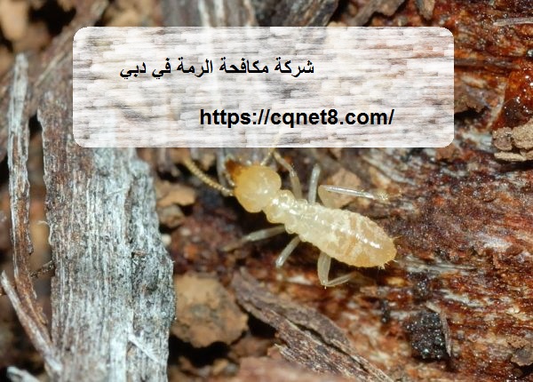 شركة الحريف | شركة مكافحة الرمة في دبي |0503134309| النمل الابيض