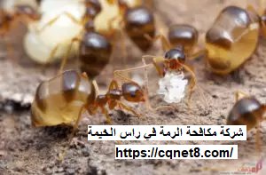 شركة الحريف | شركة مكافحة الرمة في راس الخيمة |0503134309| النمل الاسود شركة الحريف | شركة مكافحة الرمة في راس الخيمة |0503134309| النمل الاسود