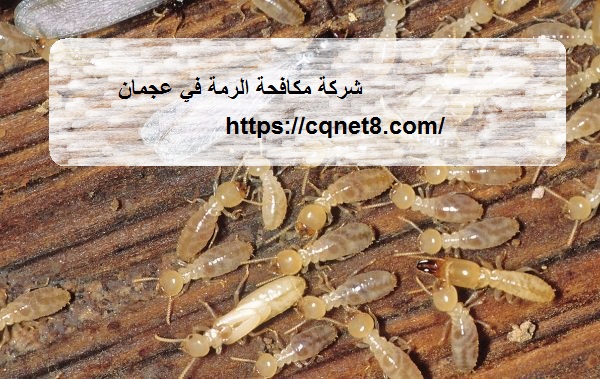 شركة الحريف | شركة مكافحة الرمة في عجمان |0503134309|شركة تنظيف شركة الحريف | شركة مكافحة الرمة في عجمان |0503134309|شركة تنظيف