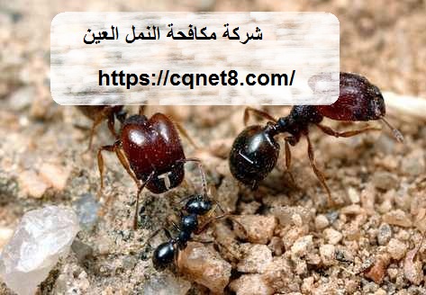 شركة الحريف | شركة مكافحة النمل في العين |0503134309| النمل الأسود