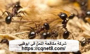 شركة الحريف | شركة مكافحة الرمة في ابوظبي |0503134309| النمل الابيض