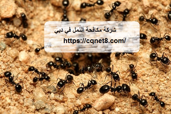 شركة الحريف | شركة مكافحة الوزغ فى دبي |0503134309| مكافحة البرص