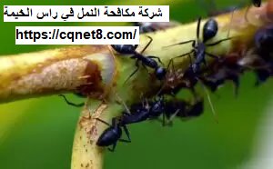 شركة الحريف | شركة مكافحة الرمة في راس الخيمة |0503134309| النمل الاسود