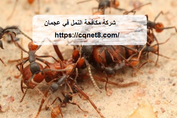 شركة الحريف | شركة مكافحة النمل في عجمان |0503134309| ابادة النمل شركة الحريف | شركة مكافحة النمل في عجمان |0503134309| ابادة النمل