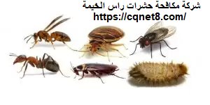 شركة الحريف | شركة مكافحة الرمة في راس الخيمة |0503134309| النمل الاسود