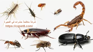 شركة الحريف | شركة مكافحة حشرات في الفجيرة |0503134309| رش مبيدات شركة الحريف | شركة مكافحة حشرات في الفجيرة |0503134309| رش مبيدات
