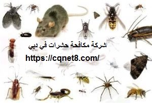 شركة الحريف | شركة تنظيف مراتب في دبي |0503134309 شركة الحريف | شركة تنظيف مراتب في دبي |0503134309