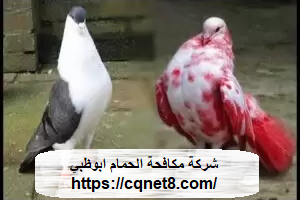 شركة الحريف | شركة مكافحة الحمام ابوظبي |0503134309|جل طارد الحمام