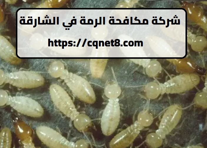 شركة الحريف | شركة مكافحة الرمة في الشارقة |0503134309| ابادة فورية