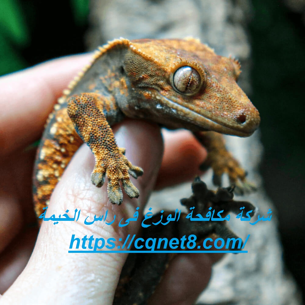 شركة الحريف | شركة مكافحة الوزغ فى راس الخيمة |0503134309 شركة الحريف | شركة مكافحة الوزغ فى راس الخيمة |0503134309
